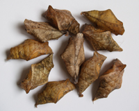 Куколки бабочек Danaus plexippus.