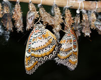 Cethosia biblis. Эта нимфалида водится в Индии, Пакистане, Бирме, Малайзии, Индонезии и на Филиппинах. Гусеницы покрыты ядовитыми волосками, питаются на страстоцветах и держаться вместе, группами по 5-6 особей. От гусениц яд страстоцвета передается и бабочкам.