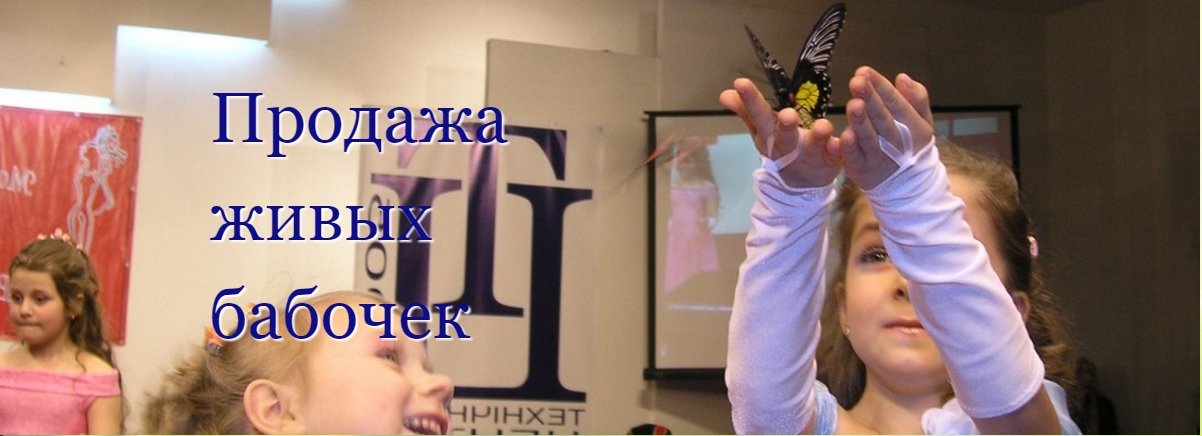 Продажа живых бабочек