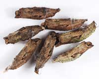 Куколки бабочек Papilio anchisiades.