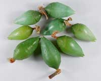 куколки бабочек Morpho