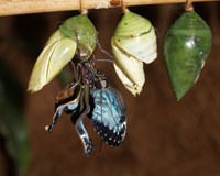 Morpho - одно из сокровищ фауны Мексики, Центральной Америки, Колумбии и Венесуэлы. Самки откладывают яйца на мукуне, далбергии и птерокарпусе (сем.бобовых). Тело гусениц покрыто пучками ярких волосков. Около передней пары ног расположены железы, из которых гусеница при опасности выделяет жидкость с неприятным запахом. Это отпугивает многих хищников. 