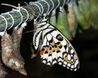 Природа щедро одарила этих чешуекрылых насекомых не только, сияющими всеми цветами радуги, многоцветными крыльями, но и удивительным фасеточным зрением, способностью улавливать ультразвуки, сверхчувствительным обонянием, способностью к мимикрии и многими другими уникальными качествами, которые изучает  и использует человек в современной науке – это оптика. авиация, бионика, генетика,   шелководство. Наблюдения за бабочками могут помочь и  метеорологам, и  геологам при поиске полезных ископаемых. 