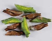 Куколки бабочек Papilio polyxenis.  