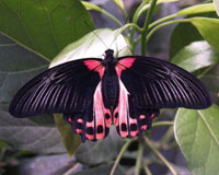 Papilio rumanzovia - одна из немногих видов бабочек, которая имеет красный цвет в окраске.