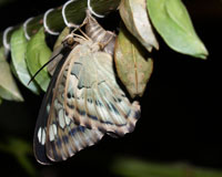 Parthenos silvia. Нимфалида сильвия обитает в Юго-Восточно Азии от Индии до Малайзии и Новой Гвинеи. Известно немало географических подвидов сильвии. окраска верхней стороны крыльев бывает разной: бурая сочетается с зеленой, синей и даже оранжевой. В местах, где отсутствуют пигментные чешуйки, белые, почти прозрачные отметины.