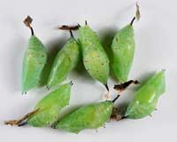 Куколки бабочек Siproeta epaphus 