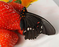 Papilio anchisiades. Яйца откладывают на казимироа, зантоксилуме и цитрусе. Гусеницы образуют скопления, которые питаются и линяют одновременно. Насытившись, они собираются все вместе на стебле растения-хозяина. Окраска куколки зависит от фона.