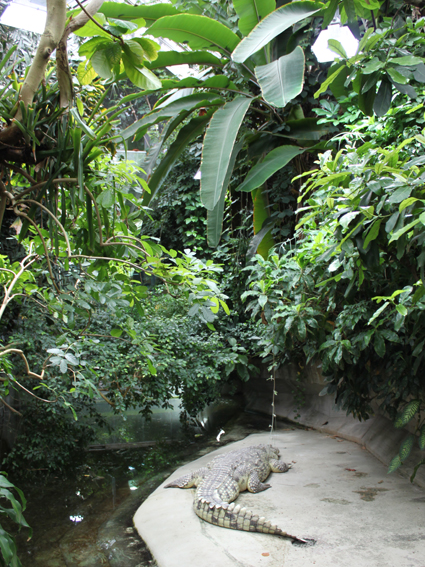 Выставка бабочек в Берлине.