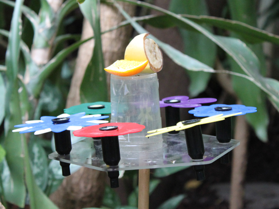 Кормушка для бабочек.