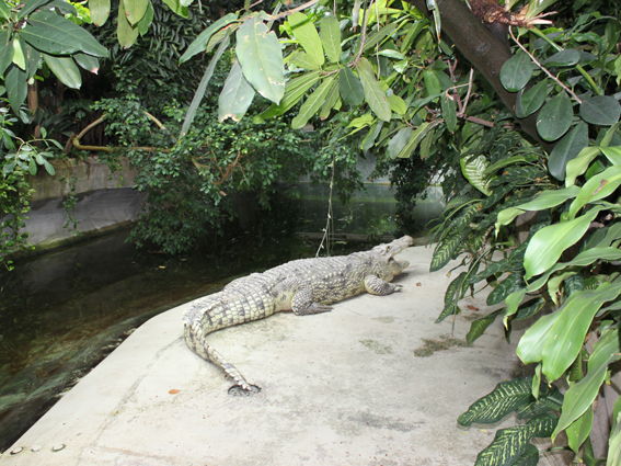 Крокодил на выставке бабочек в Берлине.
