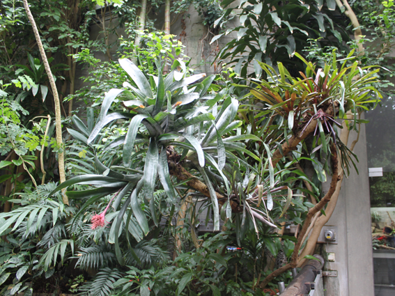 Бромелиевое дерево.