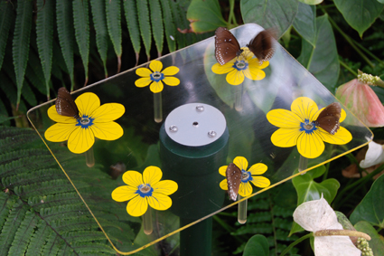 Искусственная кормушка для бабочек.