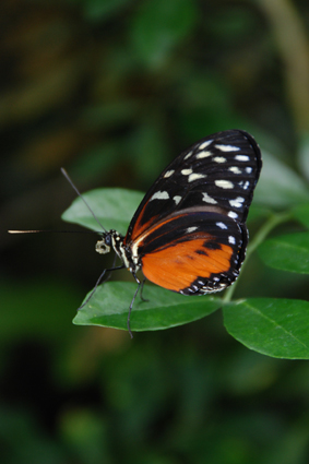 Геликонида