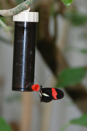 Геликонида на кормушке