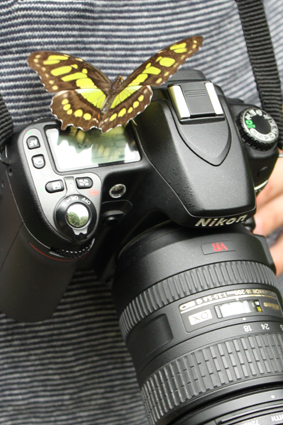 Сипроета на фотоаппарате