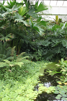 Выставка живых бабочек в Эммене