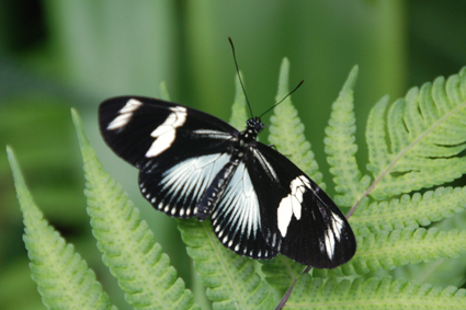 Геликонида