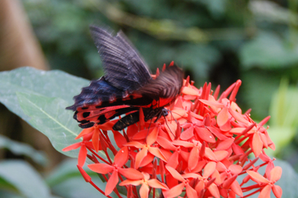 Руманзовия