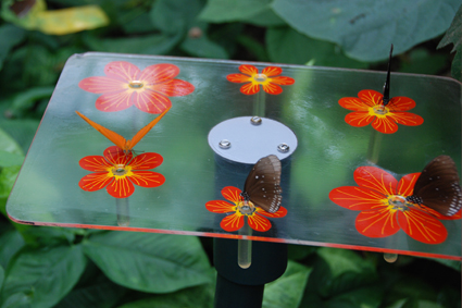 Бабочки на кормушке.