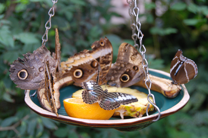 Бабочки на фруктах.