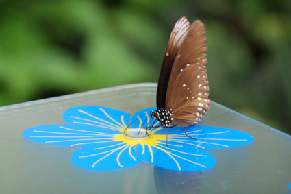 Бабочка на искусственной кормушке.