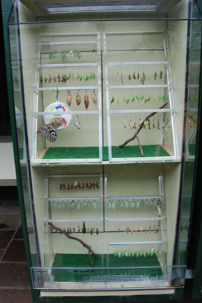 Пантеровый хамелеон