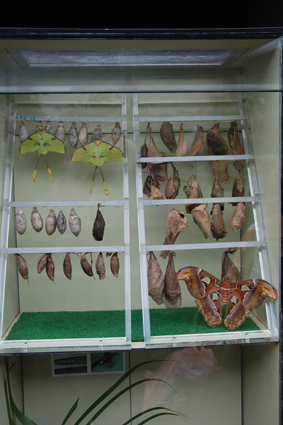 Неразлучники