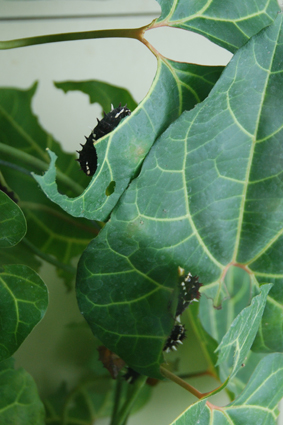 Ожерелловый попугай