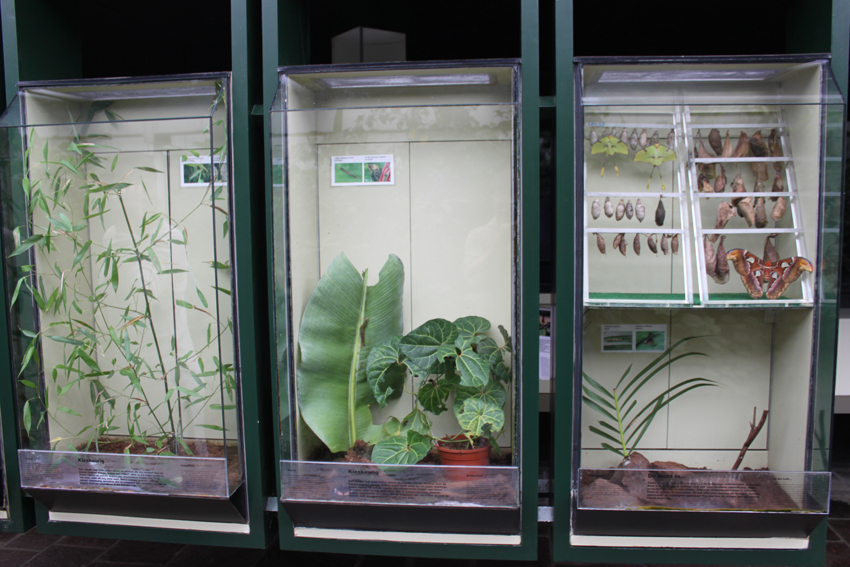 Экспозиция куколок бабочек.