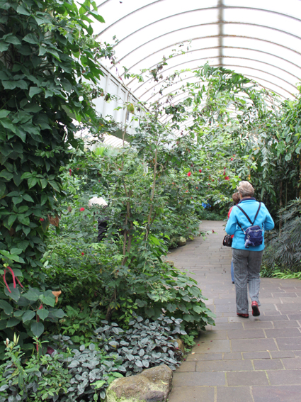 Общий вид выставки бабочек.
