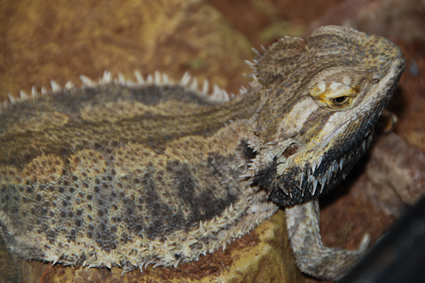 Бородатая агама