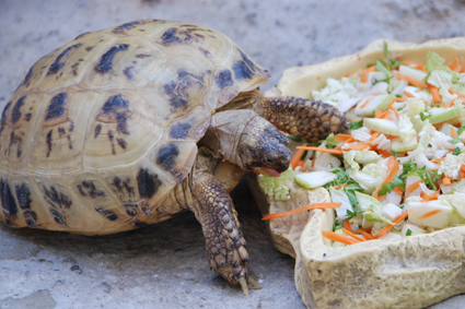 Среднеазиатская черепаха