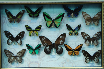 Орнитоптеры