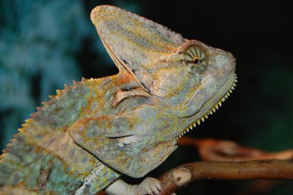 Йеменский хамелеон