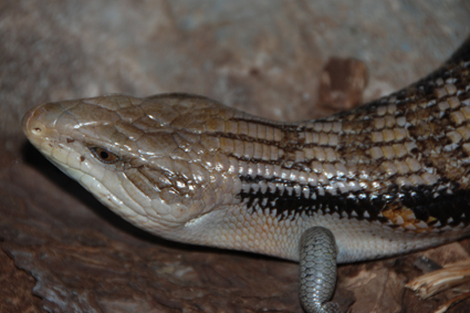 Синеязыкий сцинк