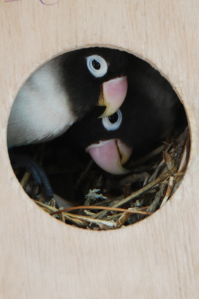 Неразлучники