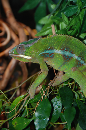 Пантеровый хамелеон