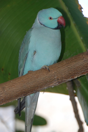 Ожерелловый попугай