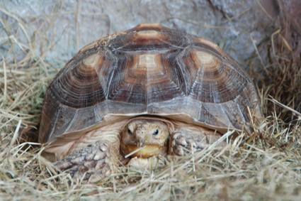 Шпороносная черепаха