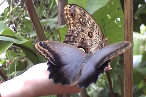 Калиго - это крупные бабочки с заметными глазками на нижней стороне задних крыльев. Питается соком перезревшего банана. Восхитительный подарок для мужчины.