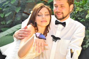 Живые бабочки - необычный и универсальный подарок на любое торжество.