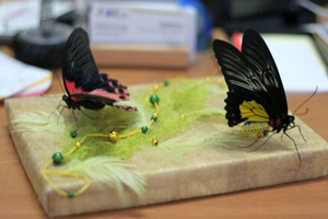 Живая бабочка в подарок - незабываемое впечатление.