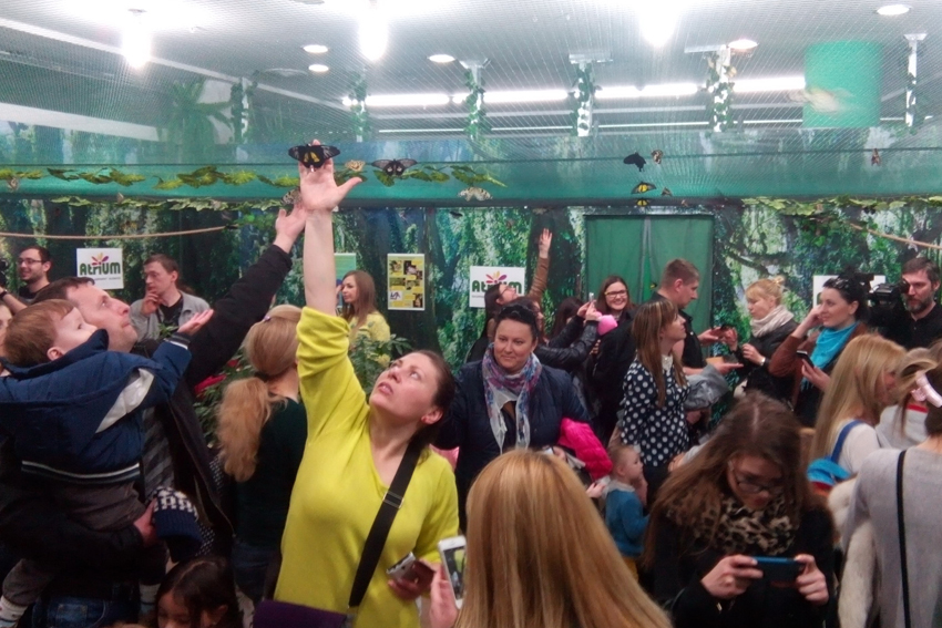 Бабочки в ТЦ Атриум Кишинев