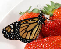 Danaus plexippus. В США бабочки первого поколения мигрируют дальше на север. До осени появляется еще несколько поколений, и к этому времени монархи уже добираются до Канады. Бабочки последнего, осеннего поколения ведут себя совершенно иначе. Они не размножаются, а накапливают жировые запасы. Теперь они готовы совершить дальний перелет в Мексику (более 3000 км), где зимуют в тх же лесах, где зимовали их предки, бабочки зимнего поколения.  