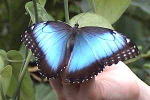 Морфо - эта крупная бабочка восхищает каждого, кому удается увидеть ее. Одна из самых красивейших бабочек мира. Из ослепительных крыльев делают ювелирные украшения, составляют коллажи.