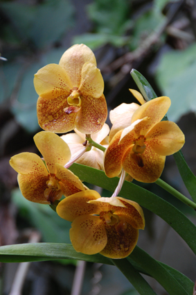 Орхидеи в Никитском ботсаду