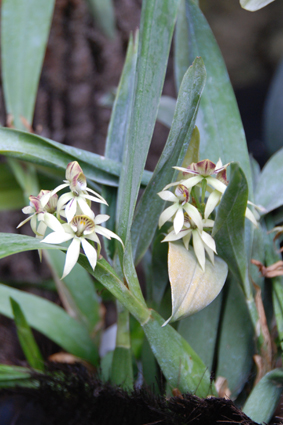 Орхидеи в Никитском ботсаду