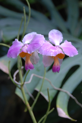 Наша выставка орхидей