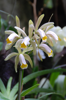 Наша выставка орхидей